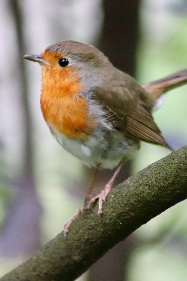 Маленькая птичка с черными глазами сидит на ветке
