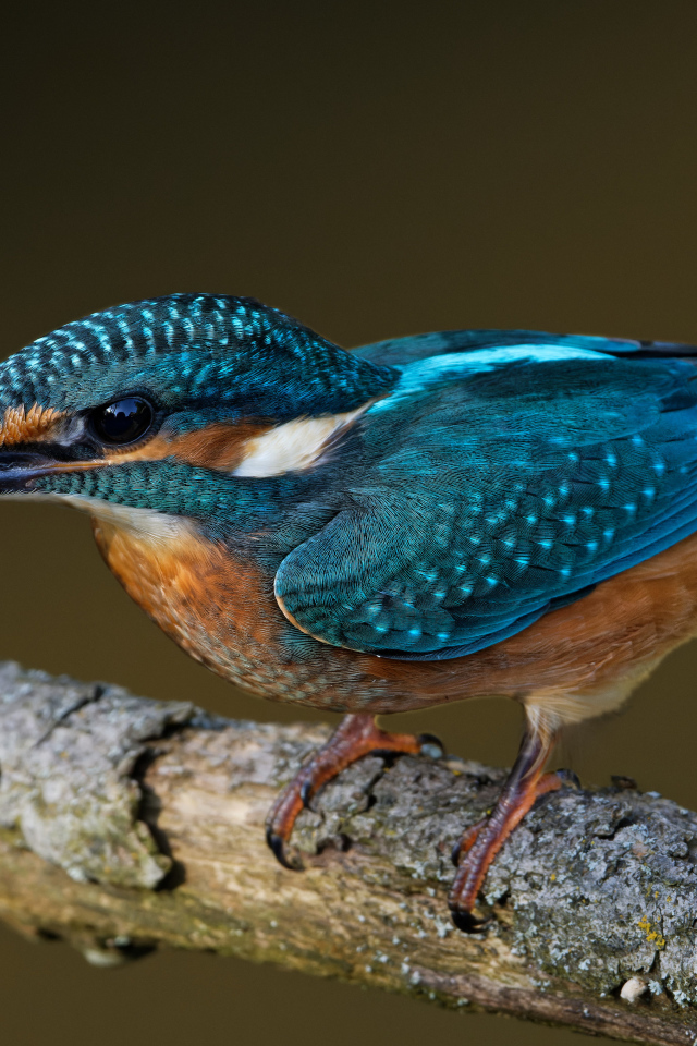 Маленькая голубая птичка зимородок на ветке дерева 
