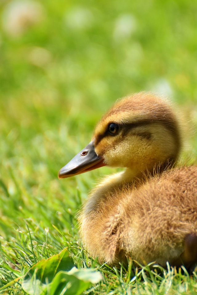 Маленький утенок лежит на зеленой траве 