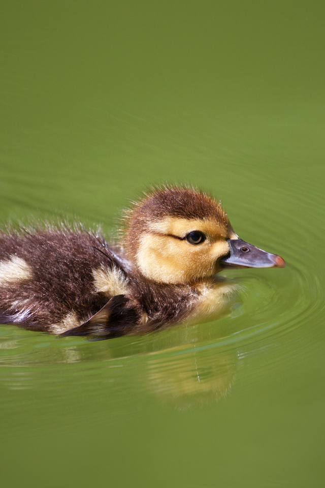 Маленький утенок плавает в зеленой траве