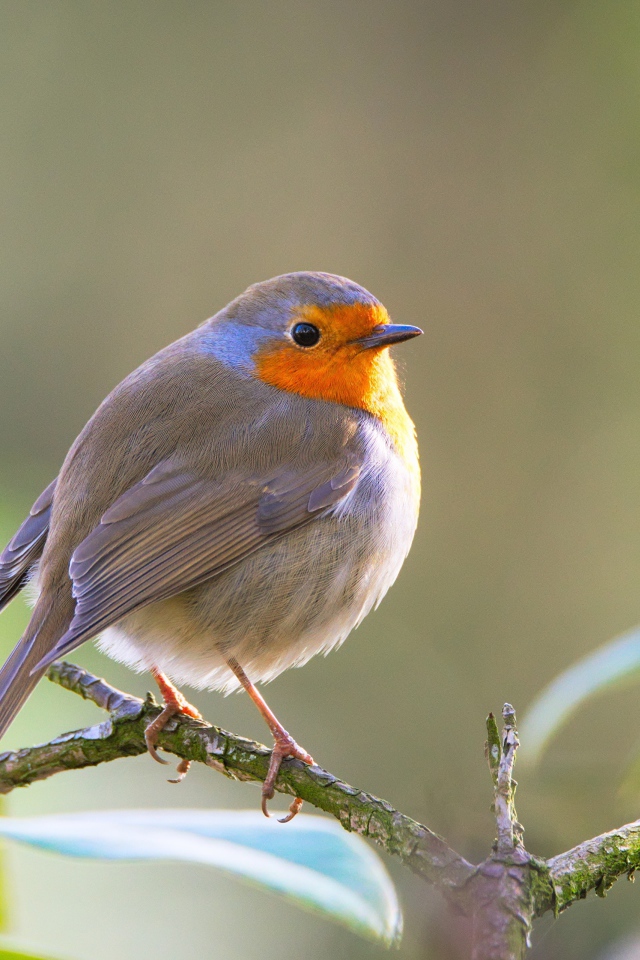 Маленькая хрупкая птичка Зарянка сидит на ветке