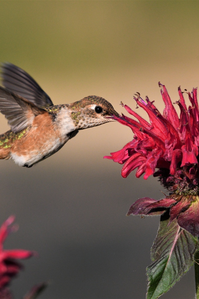 Маленькая птичка колибри над красным цветком