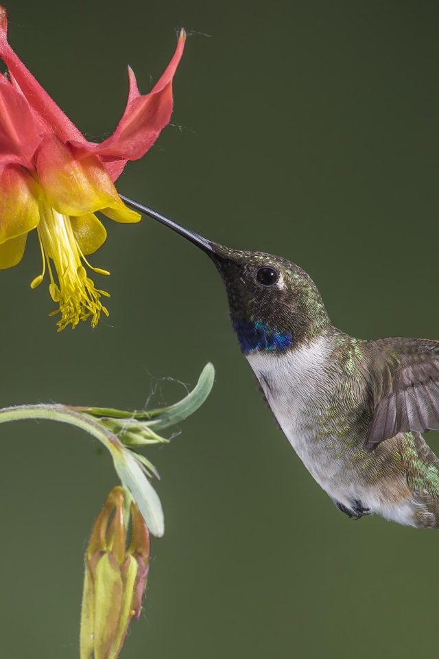 Маленькая птица колибри собирает нектар с водосбора