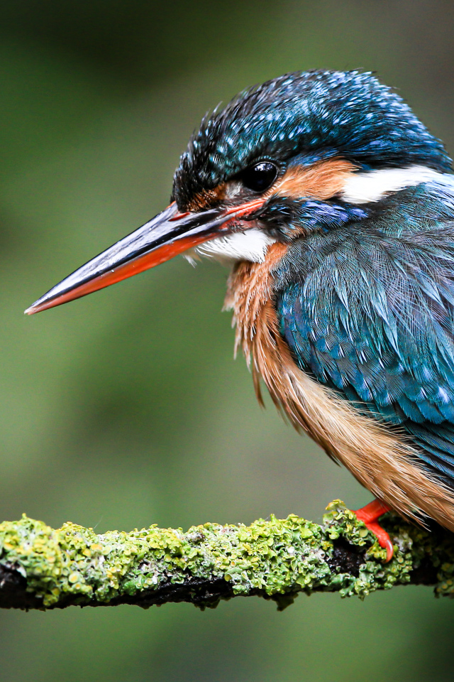 Маленький зимородок сидит на покрытой мхом ветке 