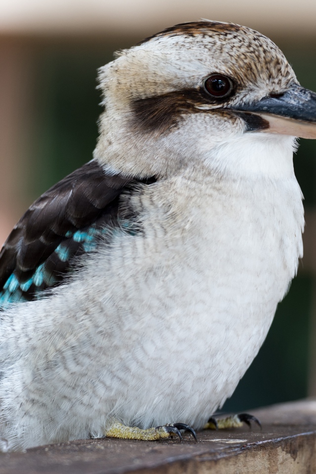 Маленькая птичка кукабара крупным планом 