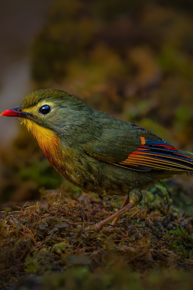 Маленькая птичка красноклювый лейотрикс на земле