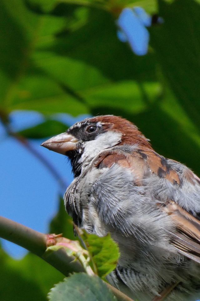 Маленький воробей сидит на ветке дерева