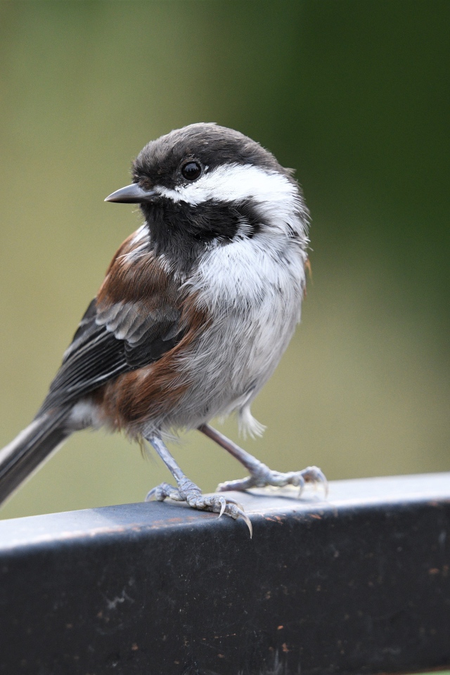 Маленький воробей сидит на перилах 