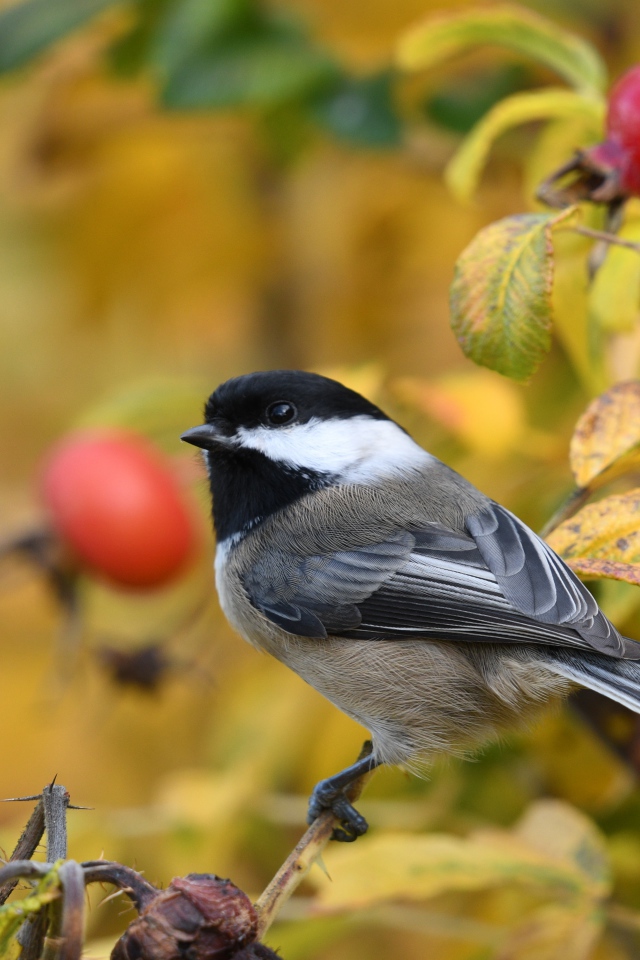 Маленькая синичка сидит на ветке шиповника