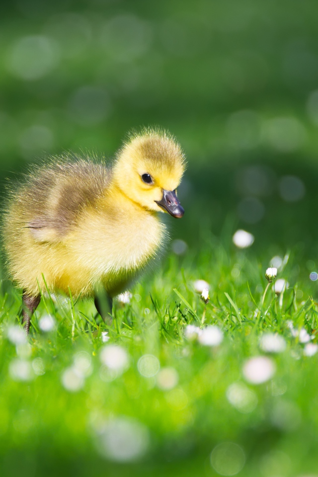 Маленький желтый утенок на зеленой траве