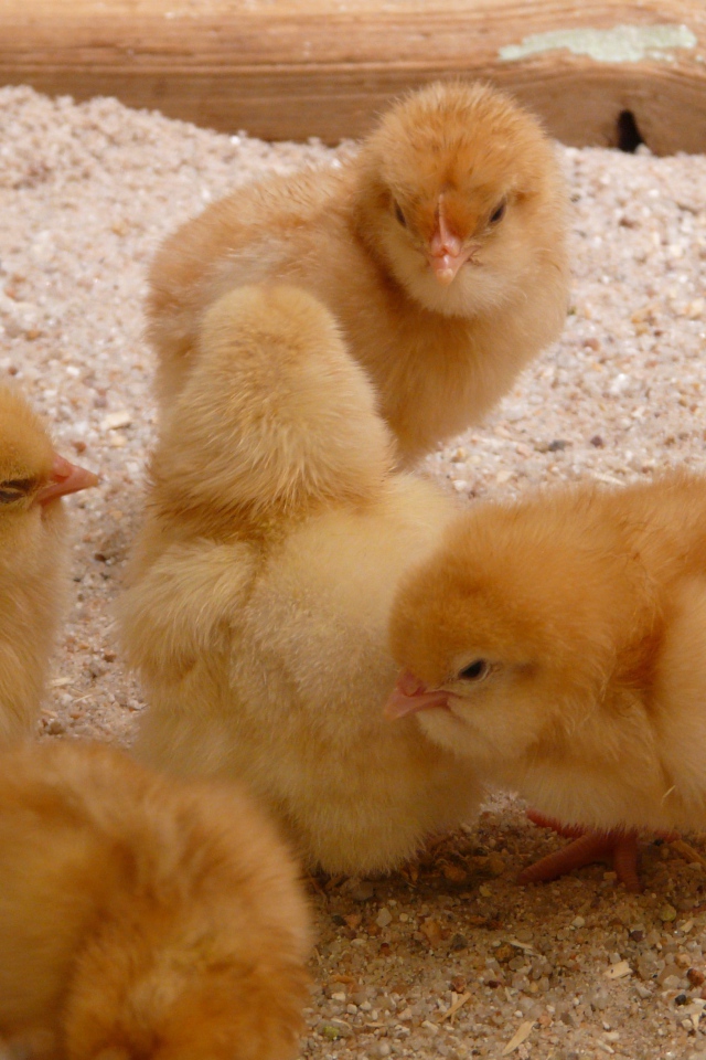Маленькие желтые цыплята курицы