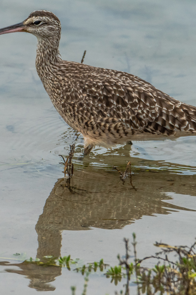 Длинноклювый кроншнеп в воде ловит рыбу