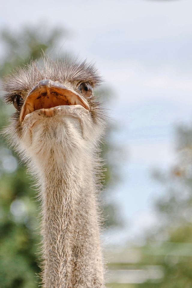 Голова страуса с открытым клювом 