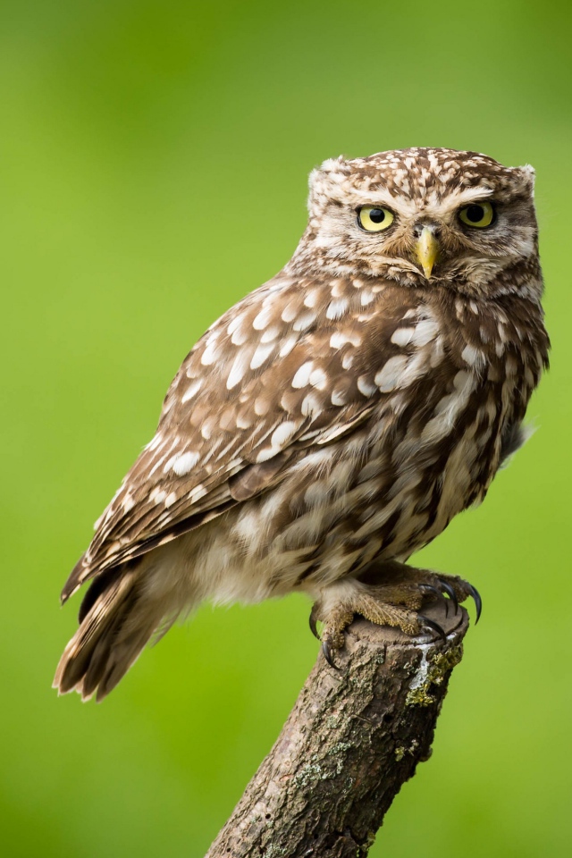 Сова сидит на ветке на зеленом фоне
