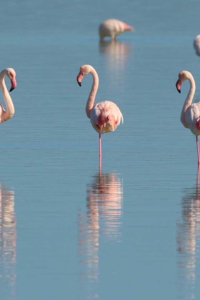 Pink flamingo birds stand in the water