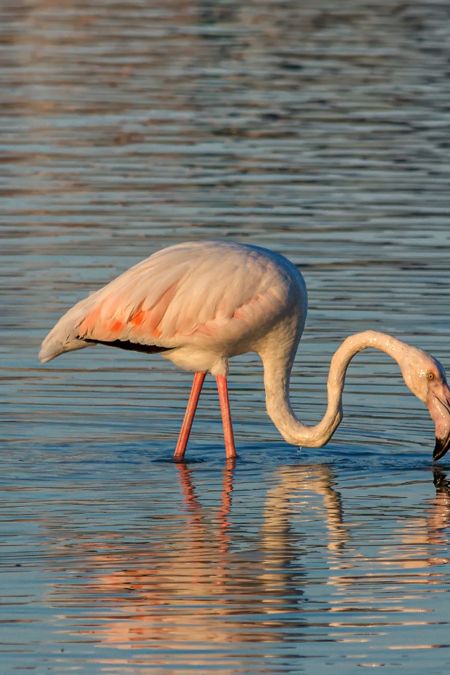 Розовый фламинго с длинным клювом в воде 