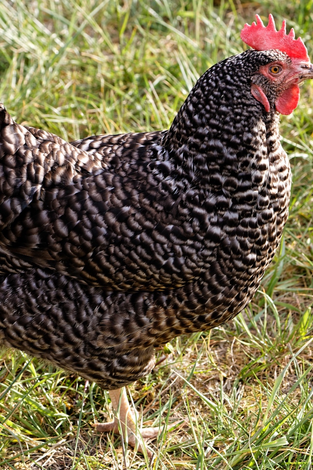 Рябая домашняя курица на зеленой траве