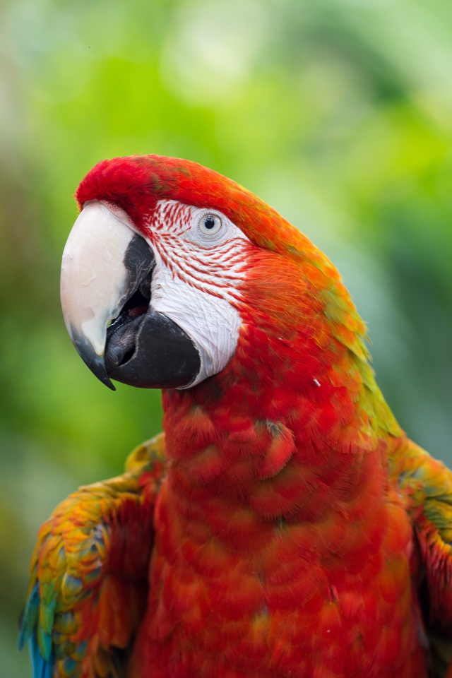 Красный большой попугай ара крупным планом