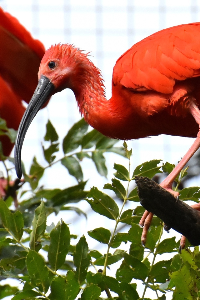 Красная птица ибис  сидит на ветке дерева 