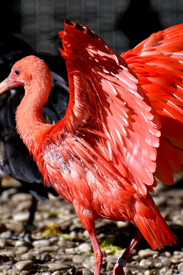 Красный ибис расправил крылья