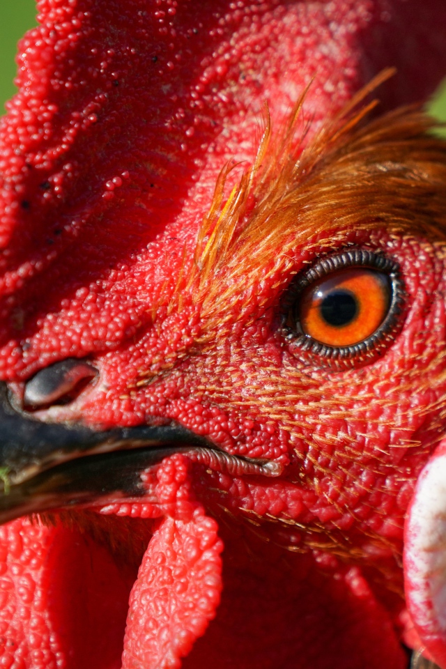 Голова петуха с красным гребнем крупным планом 