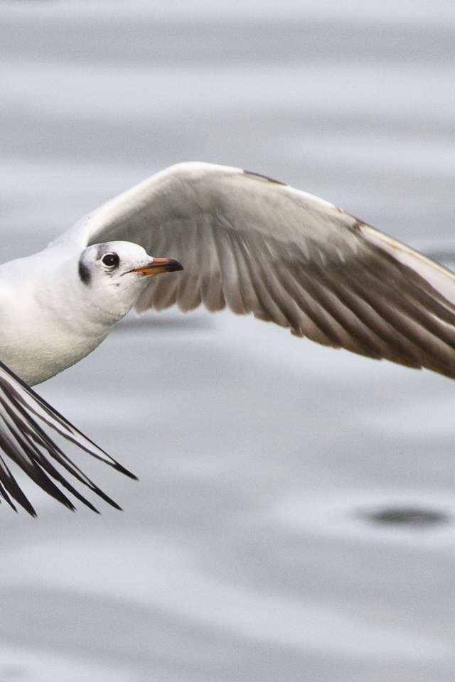 Чайка пролетает над водой
