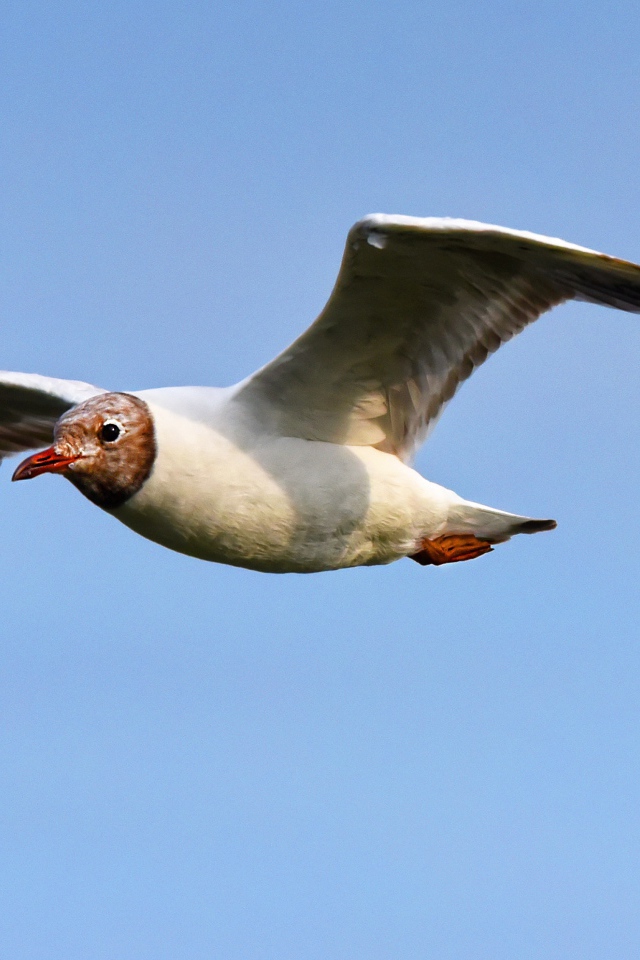 Чайка с длинными крыльями летит в небе