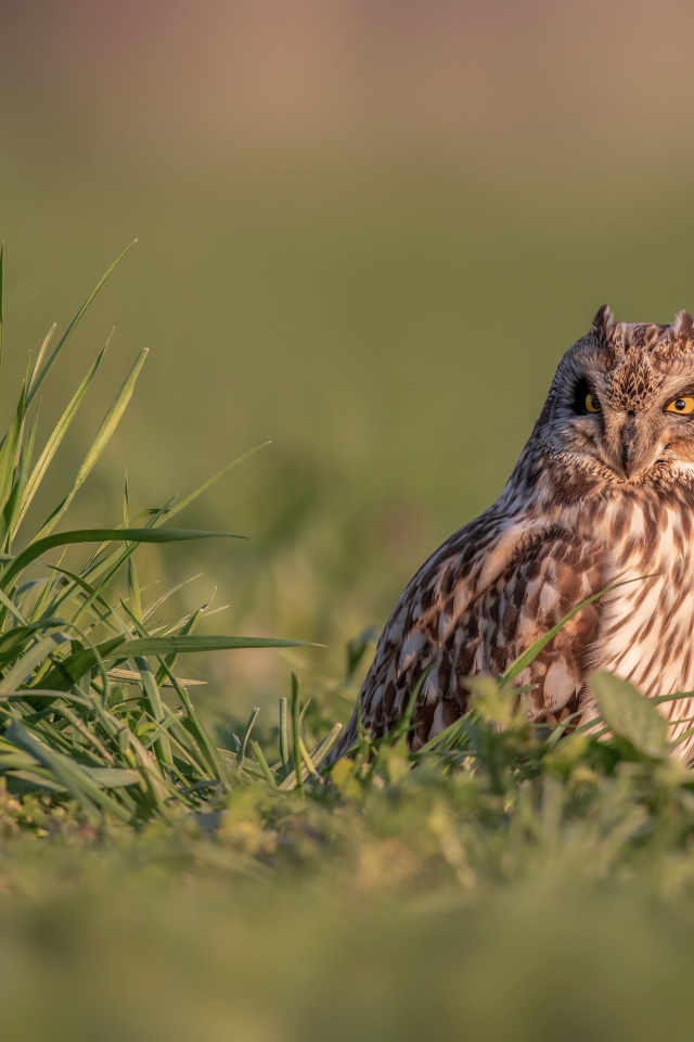 Серьезная сова сидит в зеленой траве