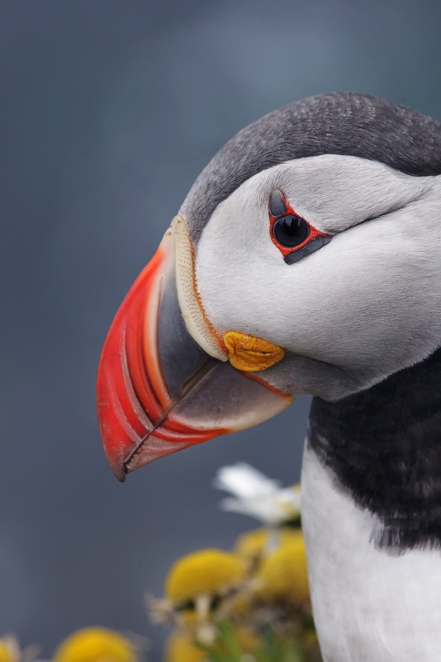 Острый клюв птицы тупик на сером фоне 