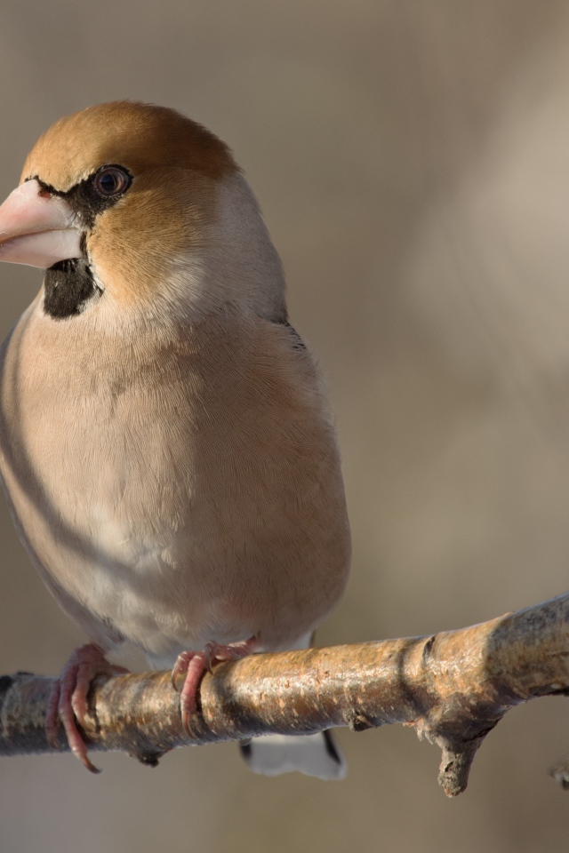 Маленькая птица дубонос сидит на ветке дерева