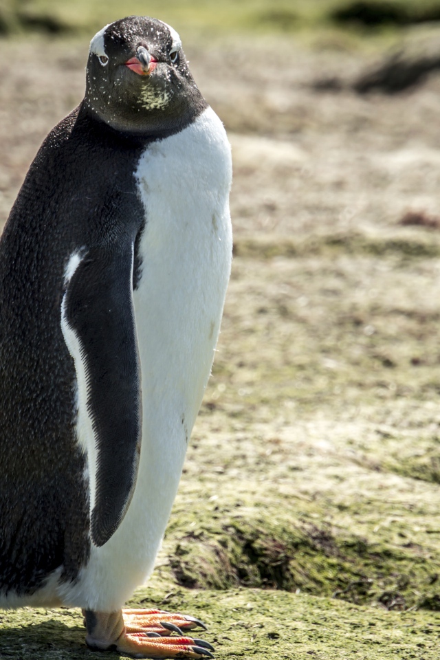 Большой пингвин стоит на земле 