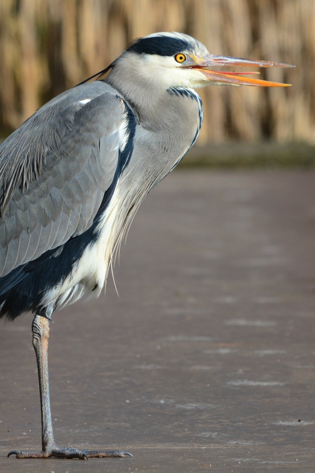 Серая цапля стоит на одной ноге