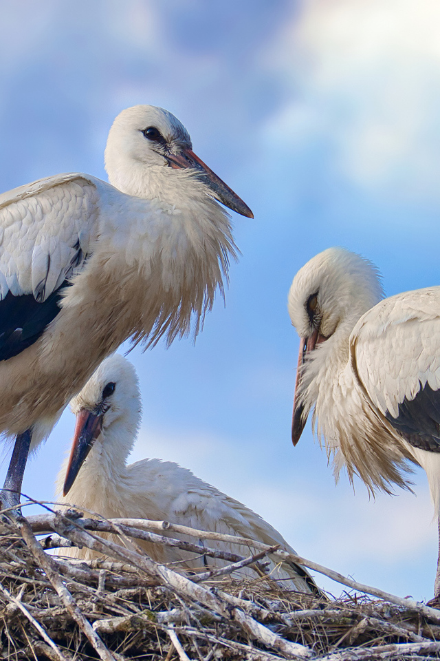 Три красивых аиста в гнезде 
