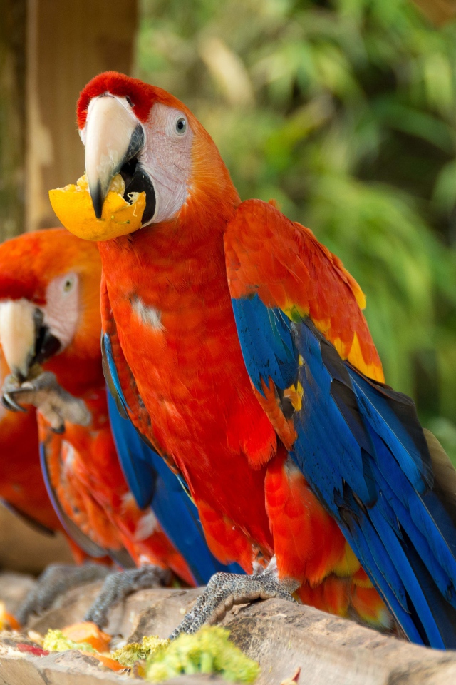 Три красных попугая ара сидит на ветке