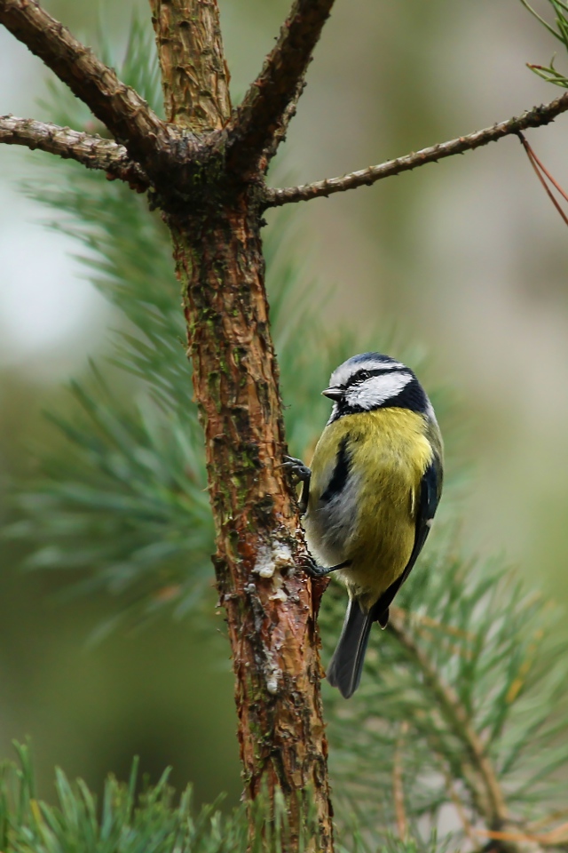 Синичка сидит на ветке сосны