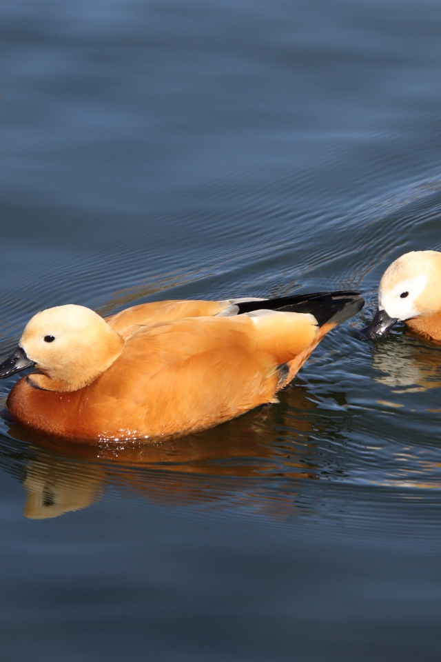 Две коричневые утки плавают в воде 
