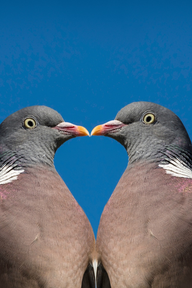 Два серых голубя на голубом фоне