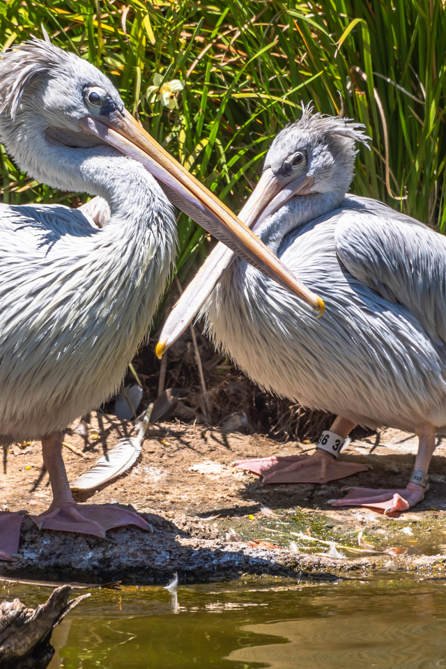 Два больших серых пеликана у воды 