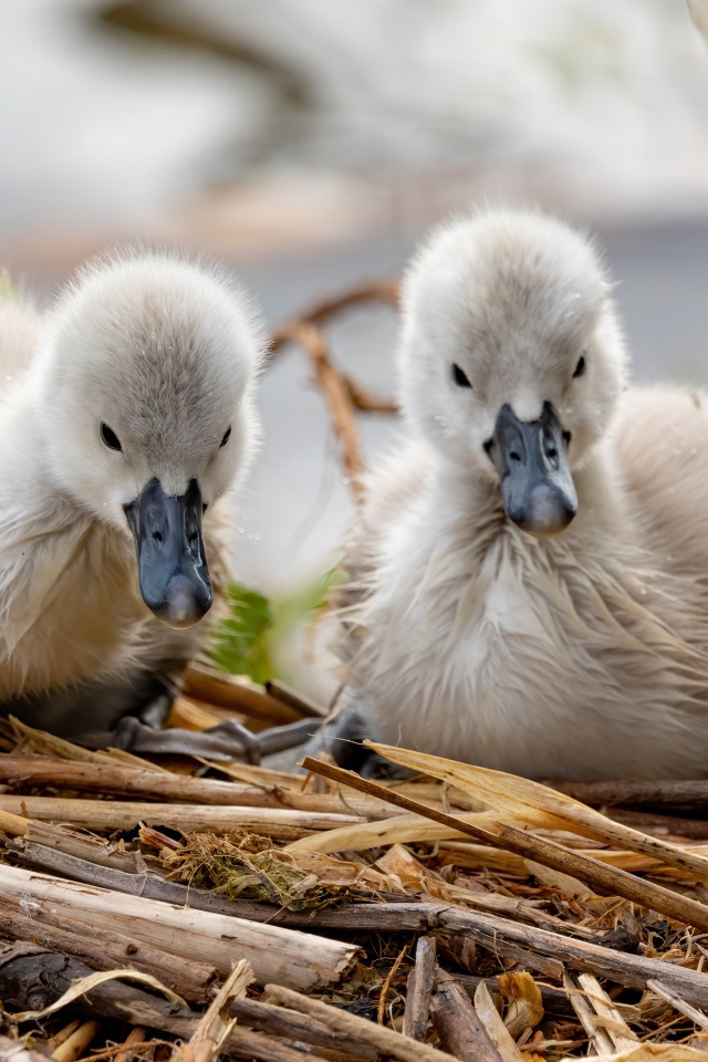 Два маленьких лебедя в гнезде 