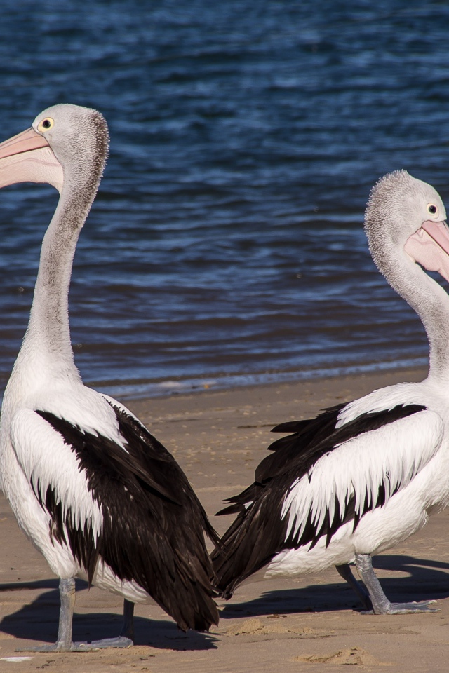 Два пеликана стоят на мокром песке у моря