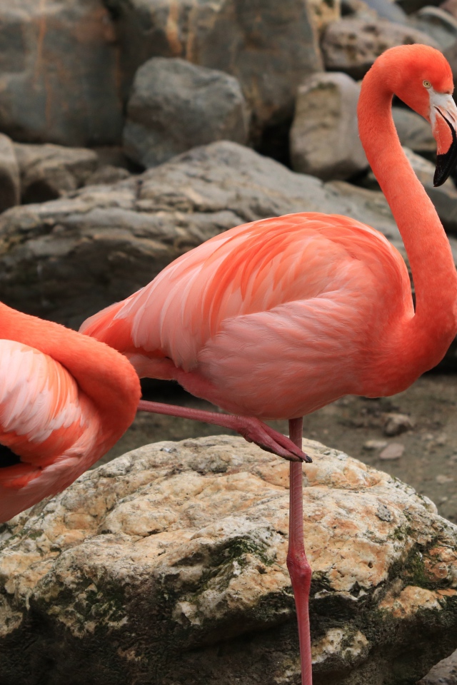 Два розовых фламинго в зоопарке у камней