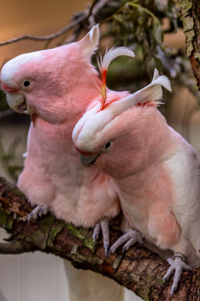 Два розовых  попугая на ветке дерева