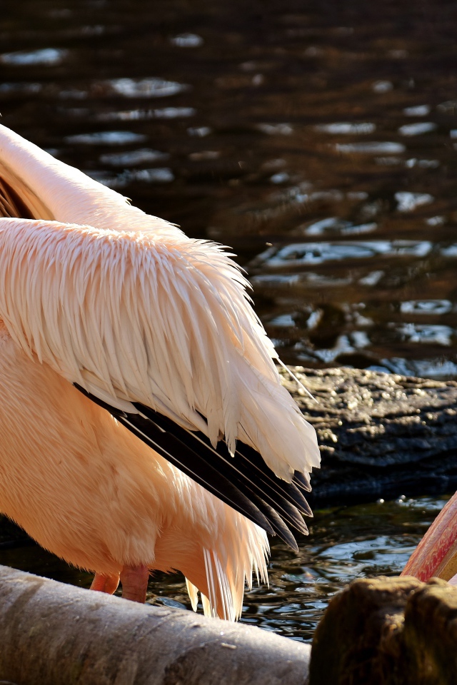 Два розовых пеликана у воды