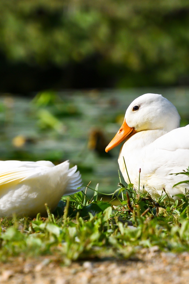 Две белые утки сидят на зеленой траве