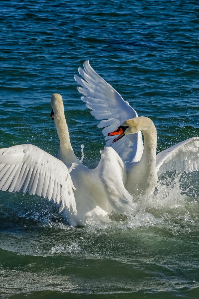 Два белых лебедя в брызгах воды в озере