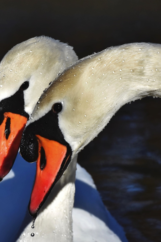 Два белых лебедя искупались в воде