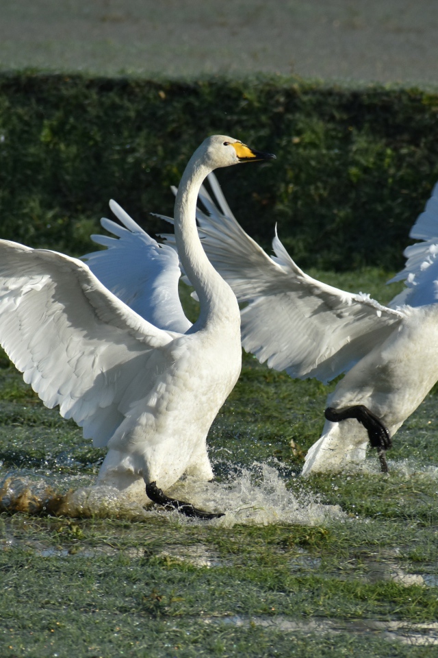 Два белых лебедя взлетают с воды