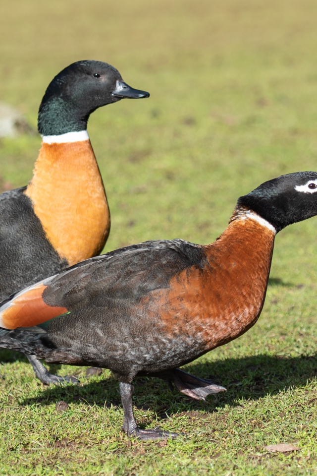 Две дикие утки на зеленой траве