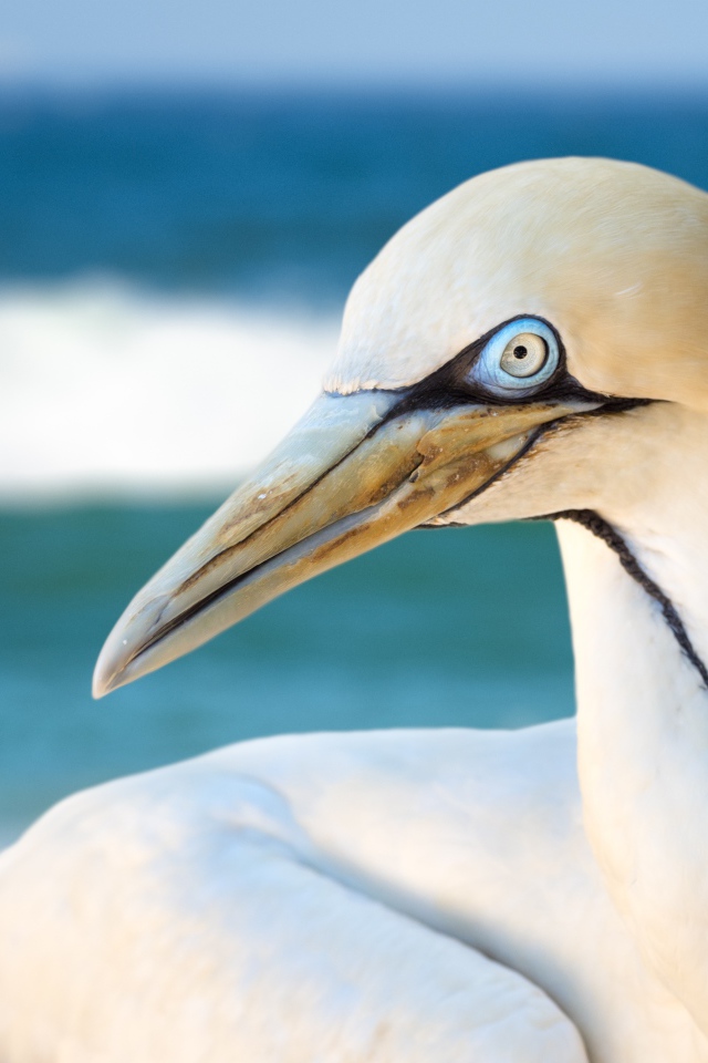 Белая капская олуша крупным планом