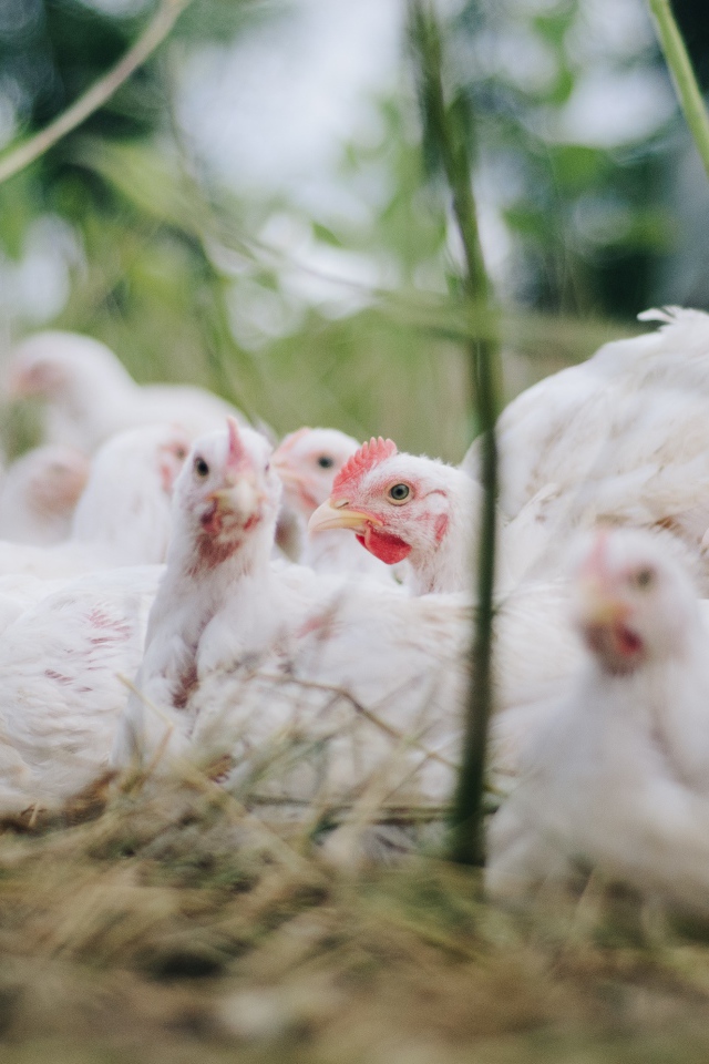 Белые куры бройлеры на ферме 